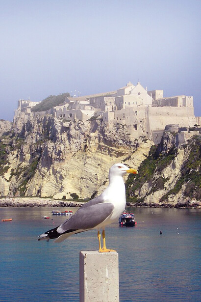 Gabbiano, Isole Tremiti, Italia
