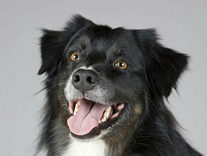 Ammiratori sorridenti si nascondono dentro i denti di un cane