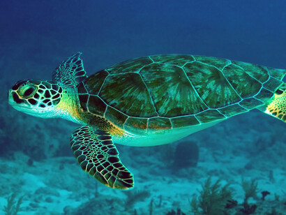 Una tortuga, libre para ir donde le plazca