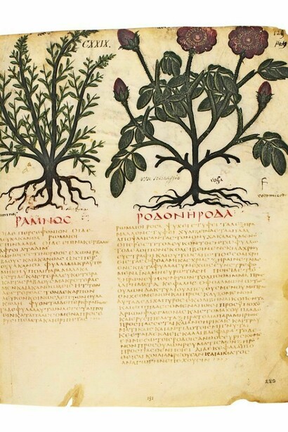 Rhodon, dal Dioscurides neapolitanus (De materia medica), VII secolo d.C.  


