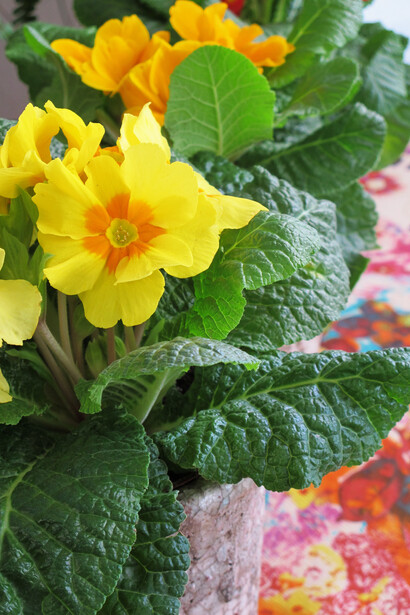 Primula (cultivar)