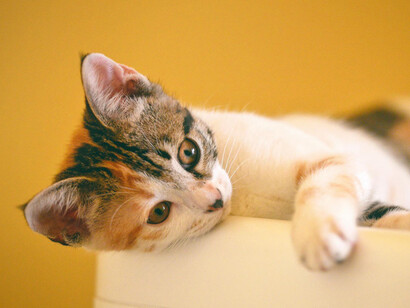 Gato acostado. Los gatos forman parte de la historia de muchas culturas