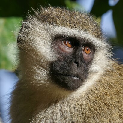 Le femmine competono per avere accesso ai maschi dominanti che offrono più garanzie, non solo per loro, ma soprattutto per la prole 