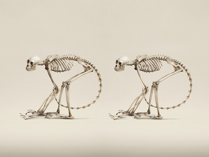 Jim Naughten, Red Faced Spider Monkey (Ateles Paniscus), The Grant Museum of Zoology (c) Jim Naughten