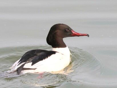 Male Goosander at Abberton Reservoir, England photo Gehan de Silva Wijeyeratne