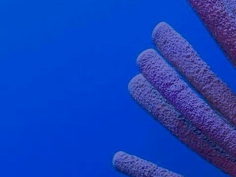 Una esponja es una esponja