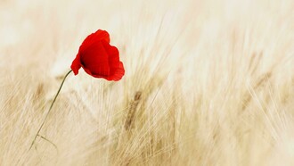 Papavero rosso. La ricerca dell'amore dentro di noi: un viaggio verso l'essenza