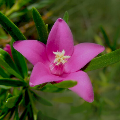 Crowea, un fiore per tornare in pace con noi stessi