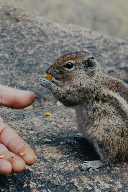 Se necesita regulación efectiva y campañas de concientización que involucren tanto a vecinos como a autoridades