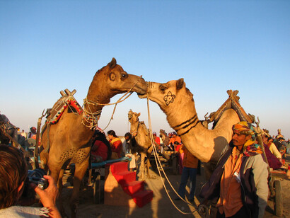 Kissing Camels