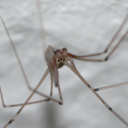 Una araña de patas larguísimas y delgadas, elegantes como las de una bailarina de ballet. Desde hace meses ocupa un rincón del baño que ya considero su reino