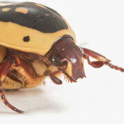 Flower beetle. Courtesy of Canadian Museum of Nature. Photo by Alex Macdonald 