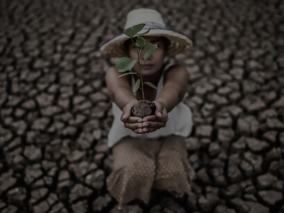 Amidst the arid expanse of a warming world, women sit, cradling seedlings, as they endeavor to bring life to the dry land