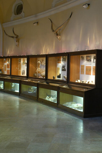 The development of domestic animals. Courtesy of Museum and Library of Hungarian Agriculture