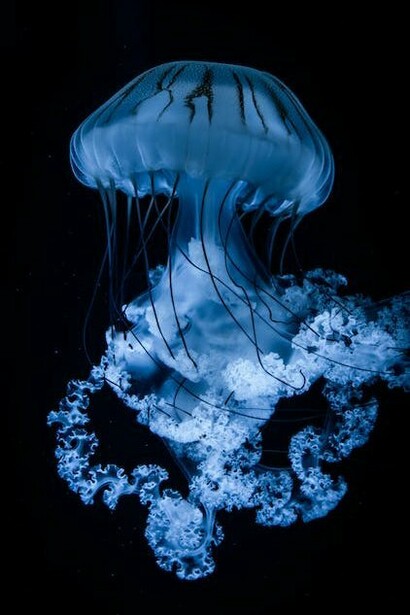 Con il riscaldamento delle acque marine, anche nel mare ravennate sono arrivate le meduse