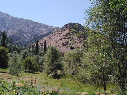 The flora at Kitab Nature Reserve, Shakhirsabz, Afghanistan