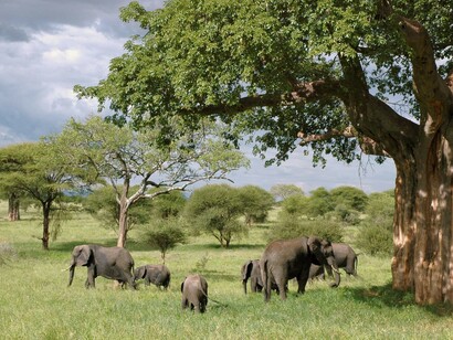 Elephants
