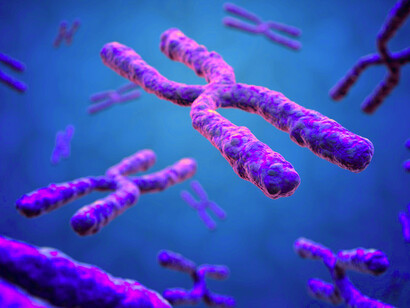 Los telómeros son regiones de ADN no codificante, altamente repetitivas