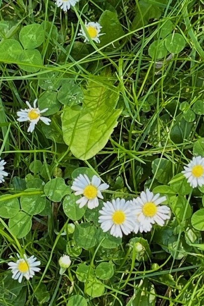 Se detiene en mi sabiendo que ese
instante durará
Flores de un día.
2023