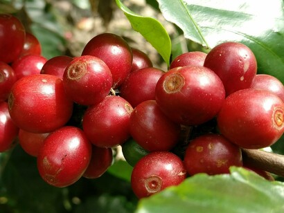 Grãos de café. Ao visitar as plantações de café, você não apenas vê o cuidado com que cada grão é cultivado, mas também sente, no ar, a essência dessa bebida que é símbolo da Costa Rica