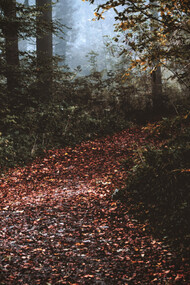 A trail of dry leaves in the forest, showing the path to be discovered