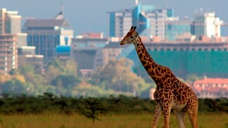 Una jirafa en las afueras de Nairobi, Kenia