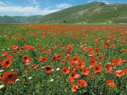 Campi fioriti dell'Umbria