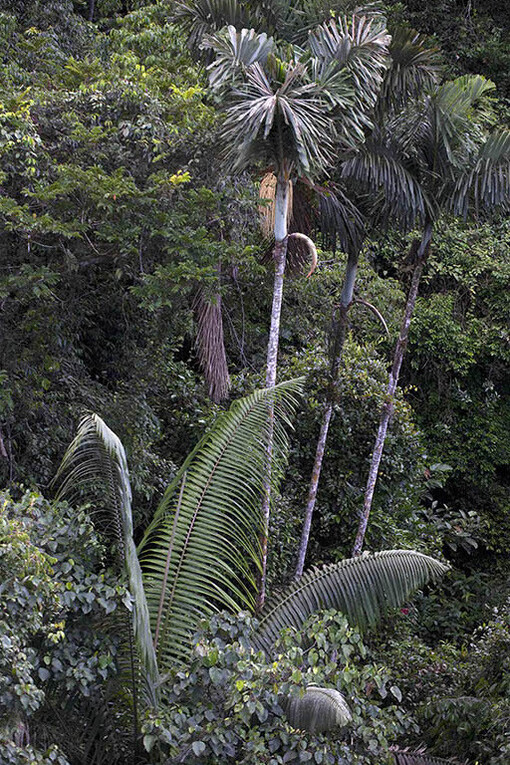 La selva