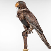 Vögel. Courtesy of Museum für Naturkunde