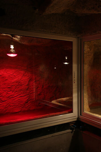 Terarium. Courtesy of Regional Natural History Museum of Plovdiv