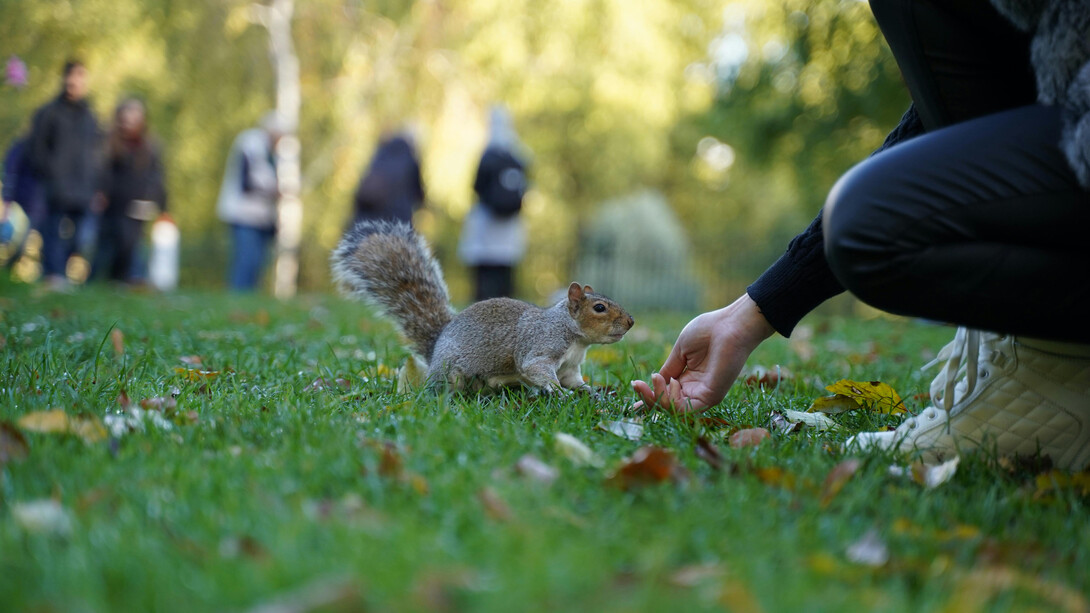 Las ardillas, invasoras encantadoras para algunos y pesadilla urbana para otros, han alterado profundamente el equilibrio natural y social de los parques limeños