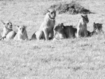A tribe of lionesses