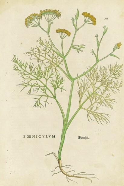 Finocchio