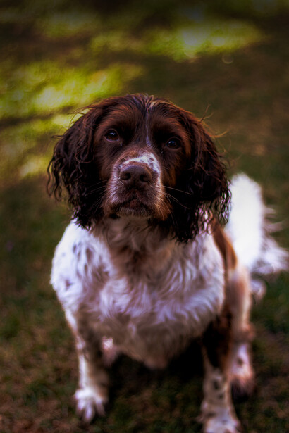 Vaccin antirabique. Le résultat obtenu sur le chien est certes intéressant, mais inapproprié pour une méthode de vaccination à grande échelle