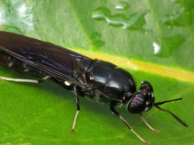 Hermetia illucens