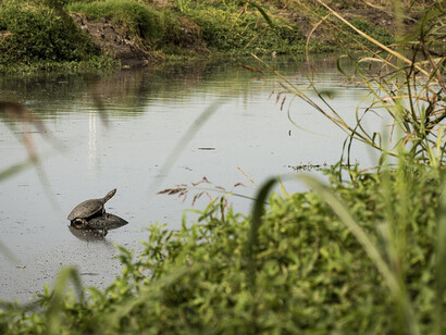 Tortugas en la Reserva Natural Integral y Mixta Laguna de Rocha, Esteban Echeverría, Provincia de Buenos Aires, Argentina