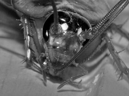 Se conocen más de 4,500 especies de cucarachas en cerca de 500 géneros