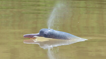 Tonina en el río Arauca