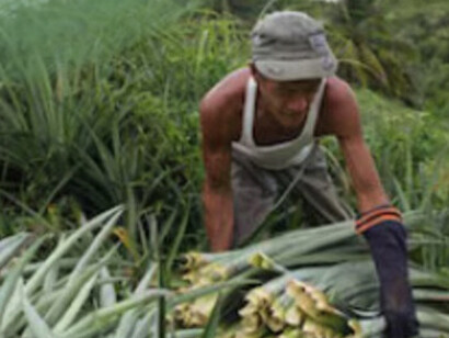 Un ejemplo destacado es el uso de la piel de piña, conocida como Piñatex, una alternativa vegana al cuero que utiliza fibras de las hojas de la piña, reduciendo así el desperdicio agrícola