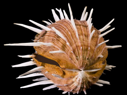 Shells. Courtesy of The Natural History Museum