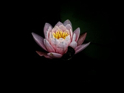 En los vastos jardines sin auroras