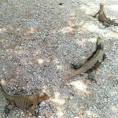 Existen dos especies de iguanas características de esta región: la iguana rinoceronte y la iguana de Ricord, ambas consideradas en peligro de extinción
