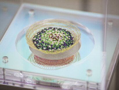 Vitórias Régias para Rio Cocó (Victoria amazonica lily pads for River Cocó)