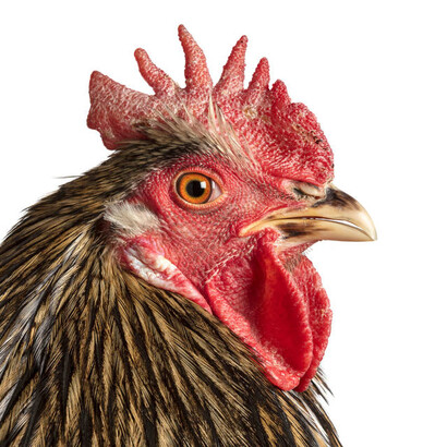 Mechelse Maatiaiskana, 22nd generation Cosmopolitan Chicken Project. © Koen Vanmechelen