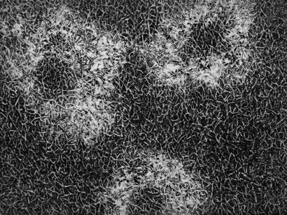 Fusarium #1, 2015, Copper plate etching, Rives BFK White paper, Black and Cobalt Blue Charbonnel. Edition 1/8 + 2 AP. Image: 3 x 4 inches, Paper: 9 x 9 inches