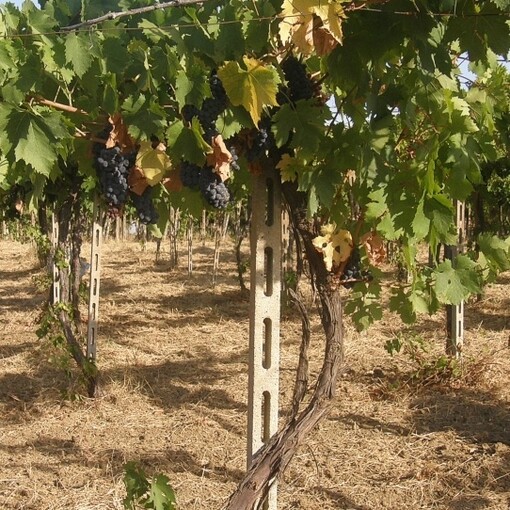 In bocca si distingue per una spiccata acidità, tannino leggero ma percettibile e una buona persistenza gustativa