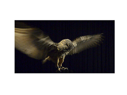 Allan Forsyth, Pride & Glory, Eagle Owl, 2015, motion lenticular, edition of 12, 51 x 120 cm, courtesy of the artist and Gallery Elena Shchukina