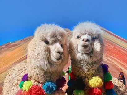 Alpacas en la montaña de siete colores, Vinicunca, Perú