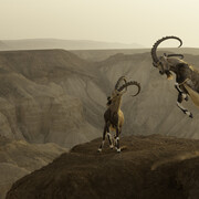 Amit Eshel, Wildlife Photographer of the Year (detail). Courtesy of the artist and Forte di Bard