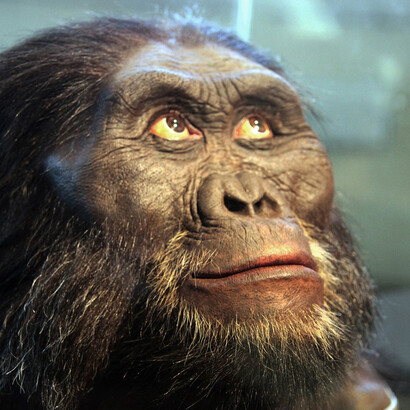 Australopithecus Africanus
